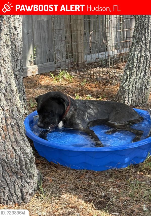Lost Male Dog last seen Beagle Rd and East Rd, Hudson, FL 34667