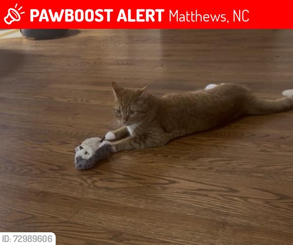 Lost Male Cat last seen Benton Woods, Matthews, NC 28105