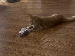 Lost Male Cat last seen Benton Woods, Matthews, NC 28105