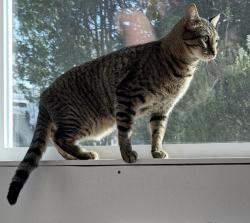 Reunited Male Cat last seen 9th and 1st St (by the old brick school hse, Acton, CA 93510