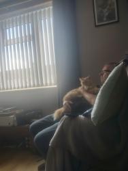 Reunited Male Cat last seen The crown junction, Merseyside, England L11
