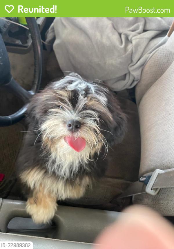 Reunited Female Dog last seen Near Portland St, Irving, TX 75038, USA, Irving, TX 75038