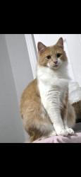 Lost Male Cat last seen Takesa village in mead, Mead, WA 99021