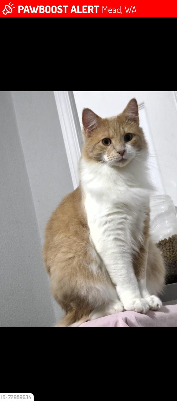 Lost Male Cat last seen Takesa village in mead, Mead, WA 99021