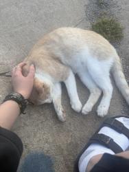 Found/Stray Male Cat last seen Sw 104th & May, Oklahoma City, OK 73170