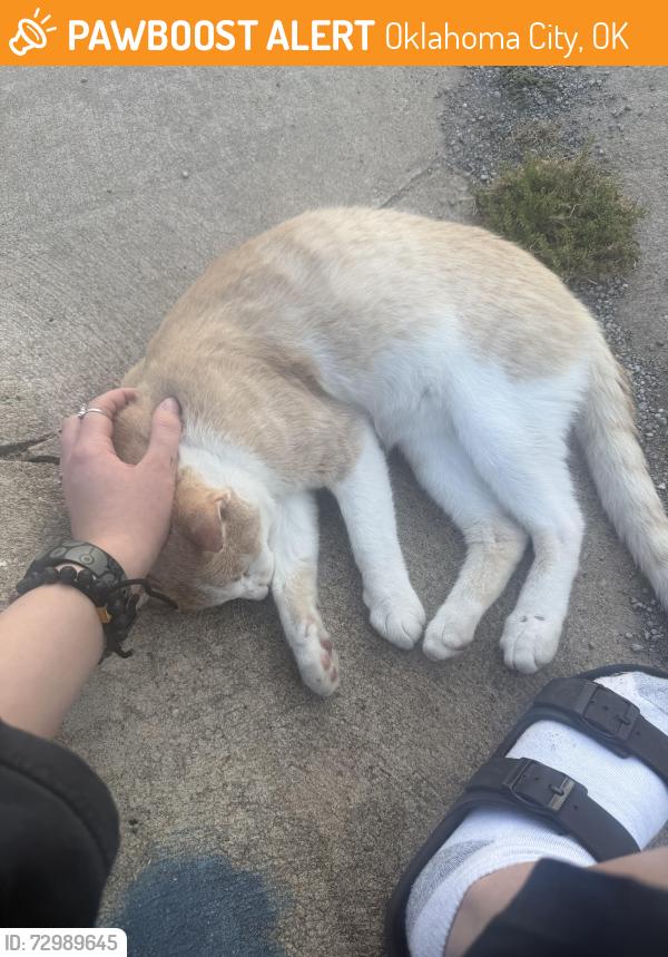 Found/Stray Male Cat last seen Sw 104th & May, Oklahoma City, OK 73170