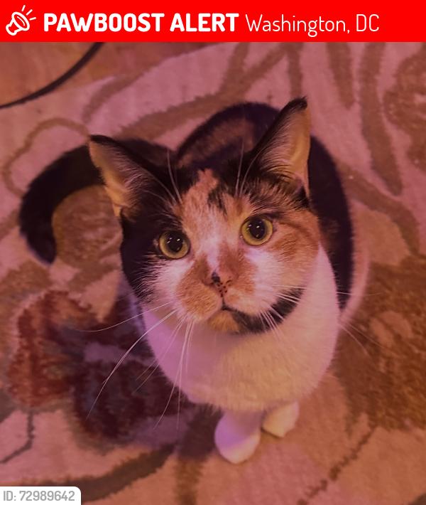 Lost Female Cat last seen 11th & Euclid St NW, Washington, DC 20009