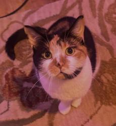 Lost Female Cat last seen 11th & Euclid St NW, Washington, DC 20009