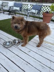 Found/Stray Male Dog last seen Genito and Hull Street, neighborhood behind the food lion, Midlothian, VA 23112