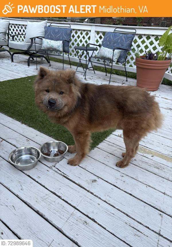Found/Stray Male Dog last seen Genito and Hull Street, neighborhood behind the food lion, Midlothian, VA 23112