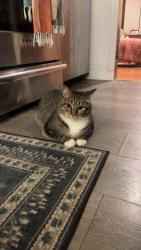 Lost Female Cat last seen Sea St, Weymouth, MA 02191