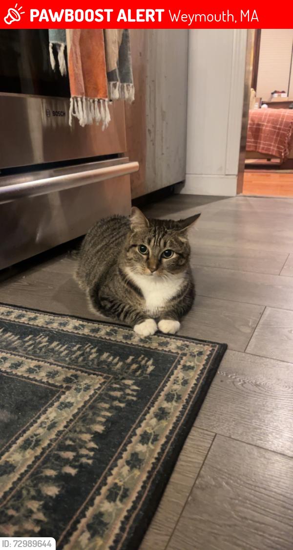 Lost Female Cat last seen Sea St, Weymouth, MA 02191