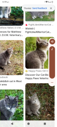Lost Female Cat last seen Lakemba st, Wiley Park, NSW 2195