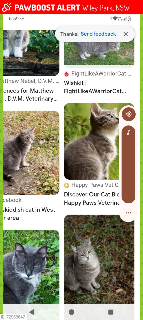 Lost Female Cat last seen Lakemba st, Wiley Park, NSW 2195