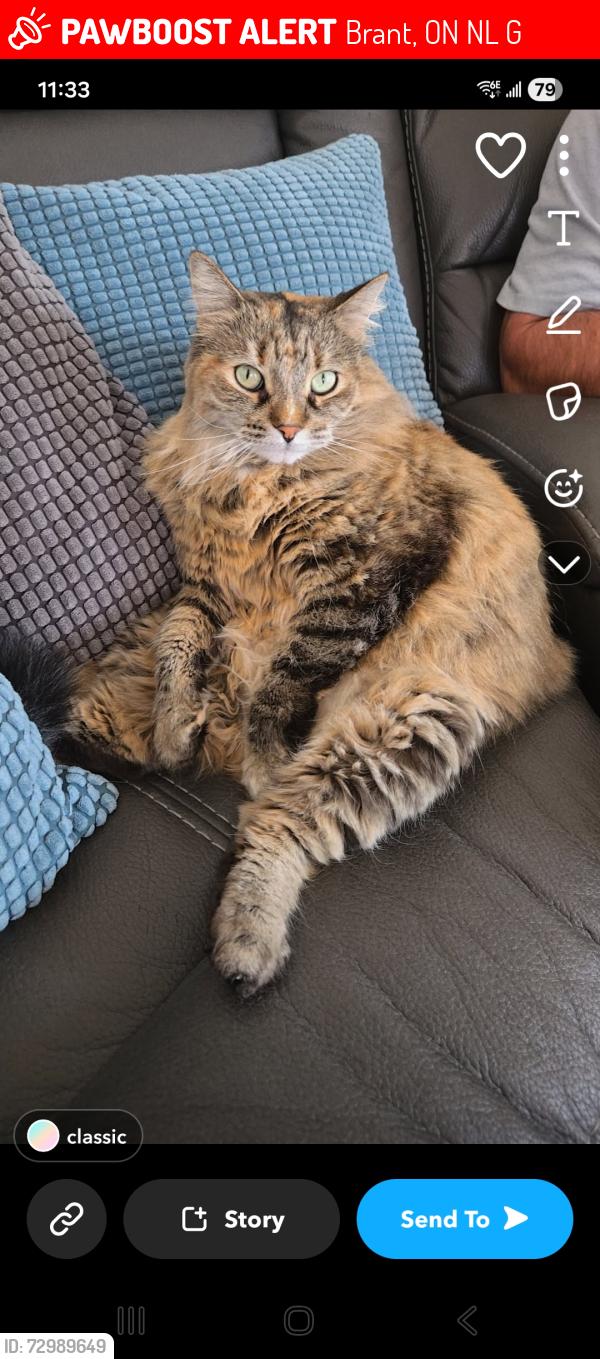 Lost Female Cat last seen Barlow and hartly, Brant, ON N3L 0G8