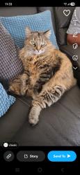 Lost Female Cat last seen Barlow and hartly, Brant, ON N3L 0G8