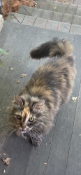 Found/Stray Female Cat last seen First block of Glen Street Chambersburg, Chambersburg, PA 17201
