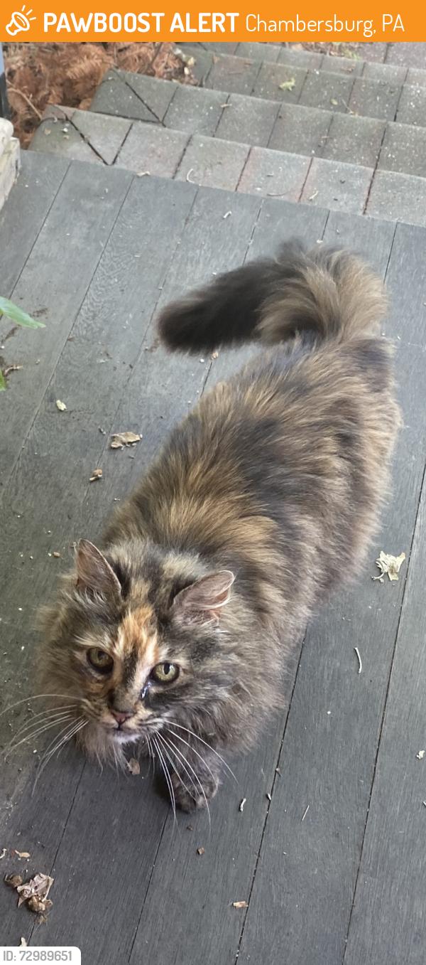 Found/Stray Female Cat last seen First block of Glen Street Chambersburg, Chambersburg, PA 17201