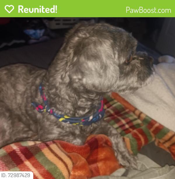 Reunited Male Dog last seen Willow Hill apmts , Justice, IL 60458