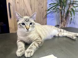 Reunited Male Cat last seen Snowbird and Atlanta , Huntington Beach, CA 92646