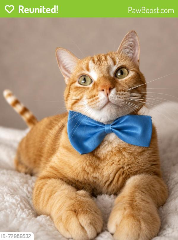 Reunited Male Cat last seen Butler Farms, Coral Springs, FL 33067, USA, Coral Springs, FL 33067
