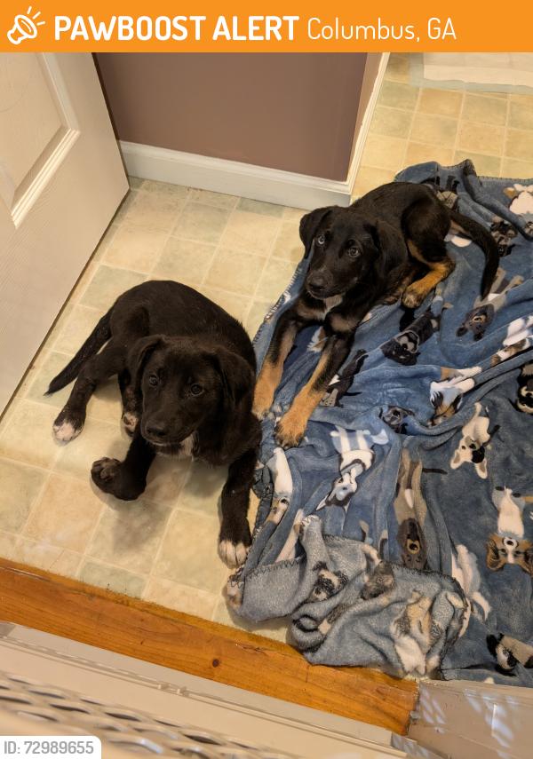 Found/Stray Female Dog last seen Upatoi, GA at Hwy 80, Columbus, GA 31820