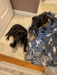Found/Stray Female Dog last seen Upatoi, GA at Hwy 80, Columbus, GA 31820