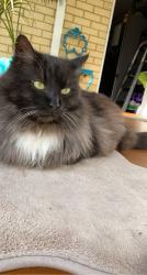 Lost Male Cat last seen Corner Chevin road and Coventry road Roleystone, Roleystone, WA 6111