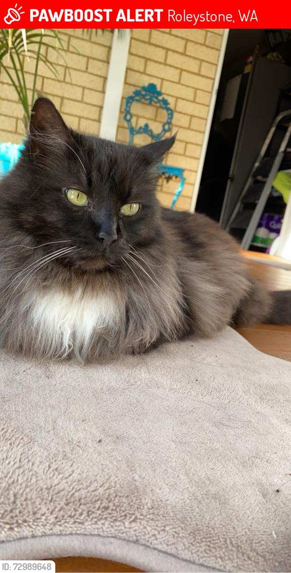 Lost Male Cat last seen Corner Chevin road and Coventry road Roleystone, Roleystone, WA 6111