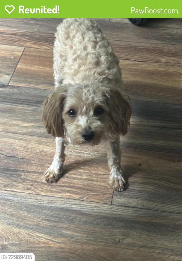 Reunited Female Dog last seen Stonewall Dr, Summerville, SC 29485, USA, Summerville, SC 29485