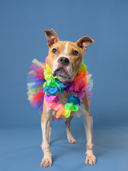 Shelter Stray Female Dog last seen Near ruby h Harper blvd, Atlanta, GA, 1251 Fulton Industrial Blvd NW, Atlanta, GA 30336, USA