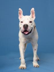 Shelter Stray Male Dog last seen Princeton Ave & Lee St, Atlanta, GA, 1251 Fulton Industrial Blvd NW, Atlanta, GA 30336, USA