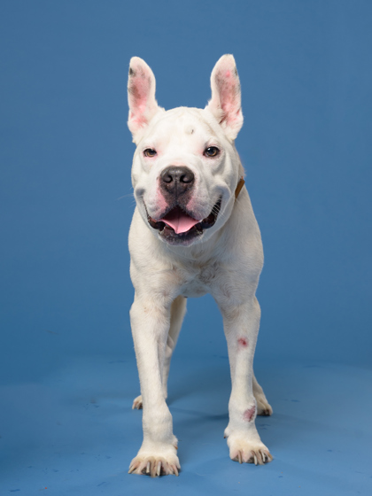 Shelter Stray Male Dog last seen Princeton Ave & Lee St, Atlanta, GA, 1251 Fulton Industrial Blvd NW, Atlanta, GA 30336, USA