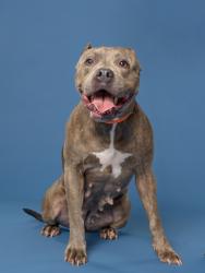 Shelter Stray Female Dog last seen Princeton Ave & Lee St, Atlanta, GA, 1251 Fulton Industrial Blvd NW, Atlanta, GA 30336, USA