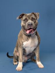 Shelter Stray Male Dog last seen Near Custer Ave SE, Atlanta, GA, 1251 Fulton Industrial Blvd NW, Atlanta, GA 30336, USA