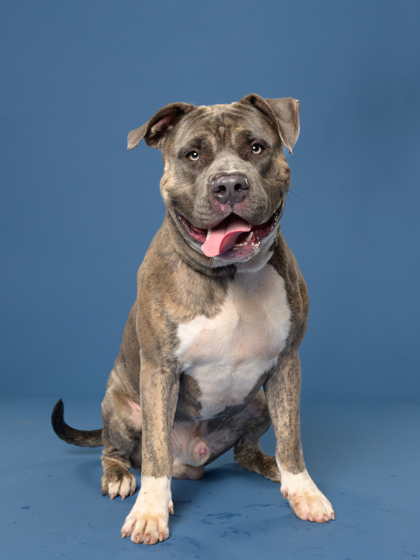 Shelter Stray Male Dog last seen Near Custer Ave SE, Atlanta, GA, 1251 Fulton Industrial Blvd NW, Atlanta, GA 30336, USA