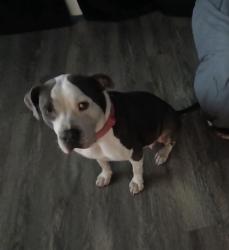 Reunited Female Dog last seen The Reserve at Forest Hills apmts, Wilmington, NC 28403