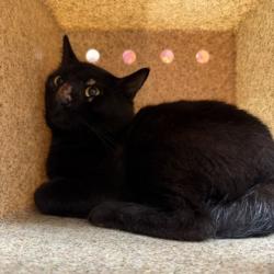 Shelter Stray Unknown Cat last seen Zweifel/ Tabor, Brazos County, TX, 5359 Leonard Rd, Bryan, TX 77807, USA