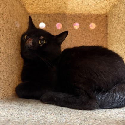 Shelter Stray Unknown Cat last seen Zweifel/ Tabor, Brazos County, TX, 5359 Leonard Rd, Bryan, TX 77807, USA