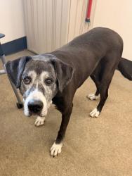 Shelter Stray Female Dog last seen Near Ansel, 5th District, OH, 9203 Detroit Ave, Cleveland, OH 44102, USA