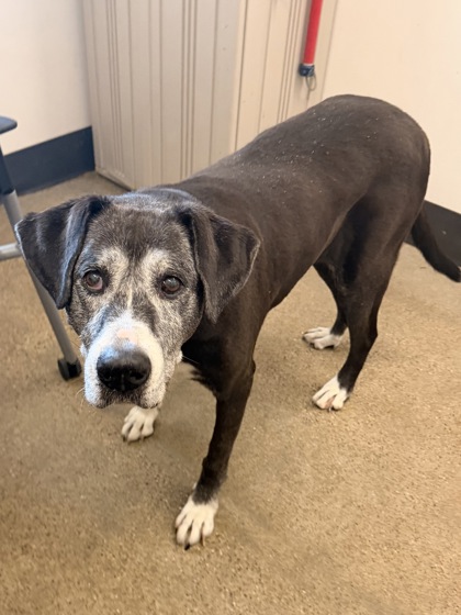 Shelter Stray Female Dog last seen Near Ansel, 5th District, OH, 9203 Detroit Ave, Cleveland, OH 44102, USA
