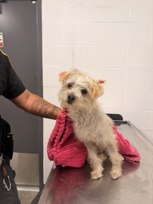Shelter Stray Female Dog last seen Near Wiley, 2nd District, , 9203 Detroit Ave, Cleveland, OH 44102, USA