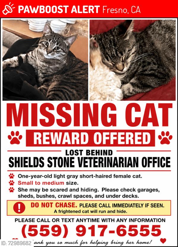 Lost Female Cat last seen East Simpson, Del Mar, Cornell, Fresno, CA 93704