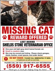 Lost Female Cat last seen East Simpson, Del Mar, Cornell, Fresno, CA 93704