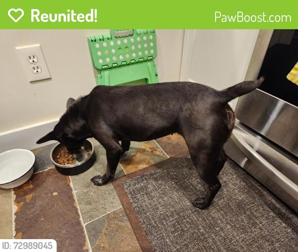 Reunited Female Dog last seen Mobil pontiac lake rd and Scott lake rd, Waterford Township, MI 48328