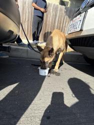 Reunited Female Dog last seen Gilmore ave mascagni , Los Angeles, CA 90066