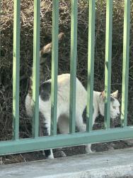 Found/Stray Unknown Cat last seen Victoria Arbors Park BEHIND fence/gated area closest to Victoria Park Ln street near that pathway that leads to the street next to the workout thing, Rancho Cucamonga, CA 91739