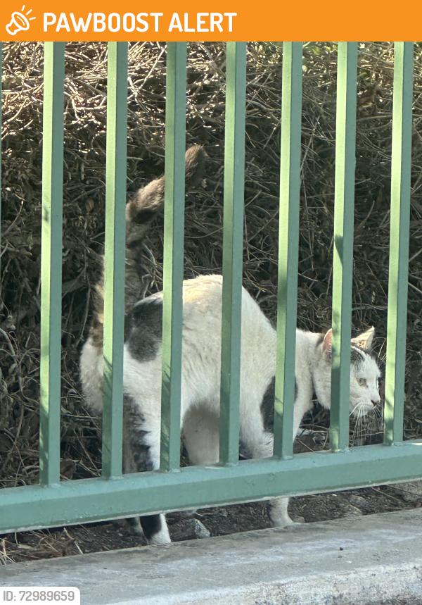 Found/Stray Unknown Cat last seen Victoria Arbors Park BEHIND fence/gated area closest to Victoria Park Ln street near that pathway that leads to the street next to the workout thing, Rancho Cucamonga, CA 91739