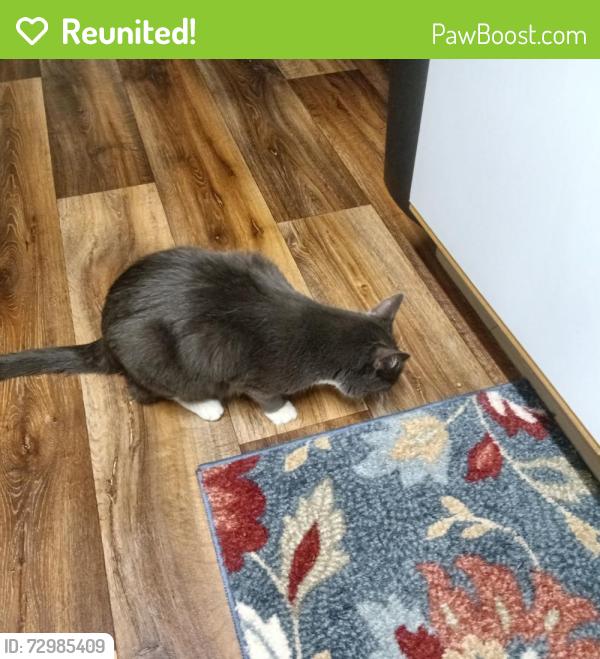 Reunited Male Cat last seen Apple Street , Boise, ID 83706