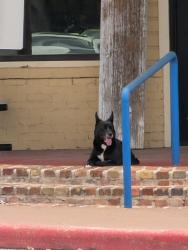 Found/Stray Unknown Dog last seen Baywater Dr and 410 Access Rd, San Antonio, TX 78229